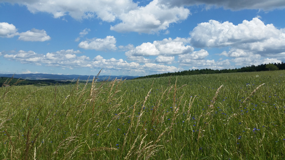 Environmentální politika